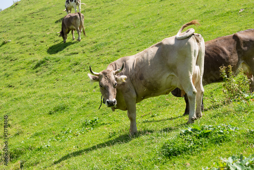 Mucca alpeggio
