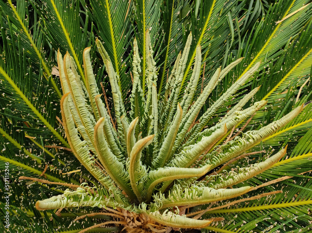 Obraz premium New tender leaves in the palm