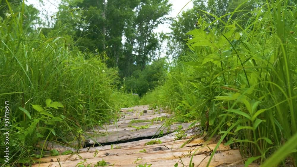 The path in the forest with green grass slowly moves forward The path in the forest with green grass slowly moves forward