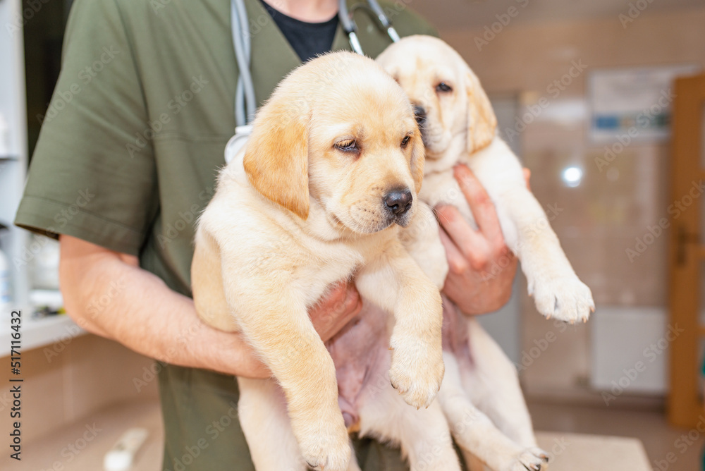 Adorable labrador puppy dog sitting confortably in the arms of veterinary healthcare professional doc.Closeup. Adorable labrador puppy dog sitting confortably in the arms of veterinary healthcare professional doc.Closeup.