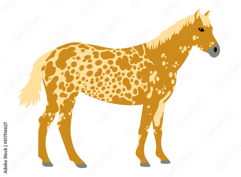 standing appaloosa vector illustration isolated on white background standing appaloosa vector illustration isolated on white background