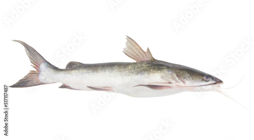Fresh catfish isolated on white 