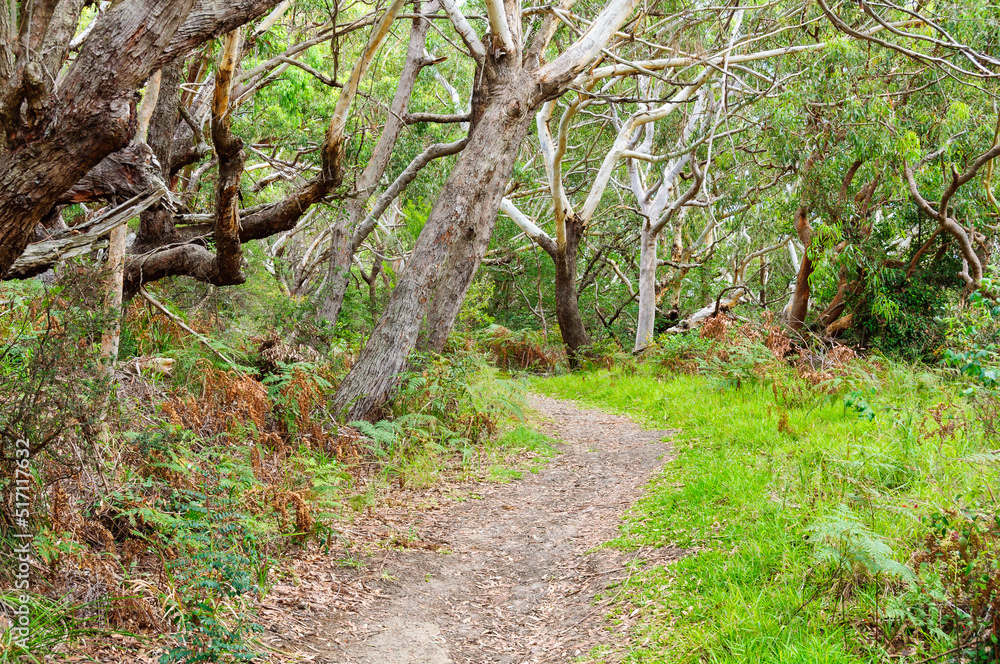 Fototapeta premium Walking track in the Tomaree National Park - Shoal Bay, NSW, Australia