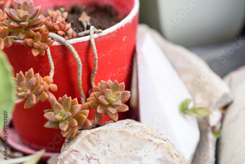 Close Up Of Succulent Plant In Garden. Sedum Nussbaumerianum In Red Metallic Flower Pot. photo