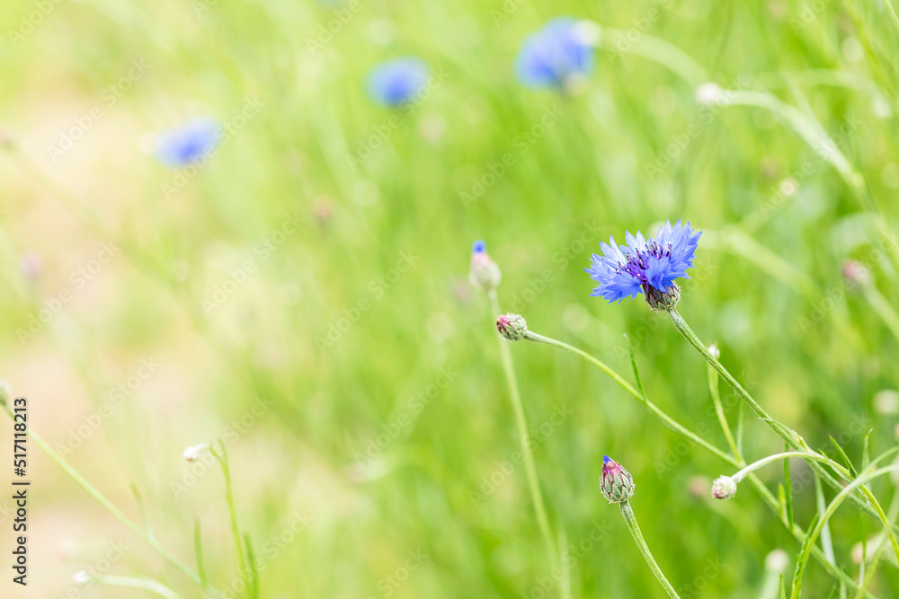 Cornflower in the green field