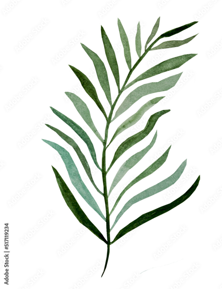Date palm leaf