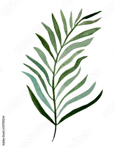 Date palm leaf