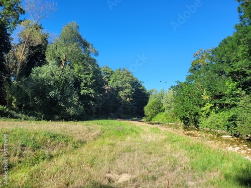 trees in the field