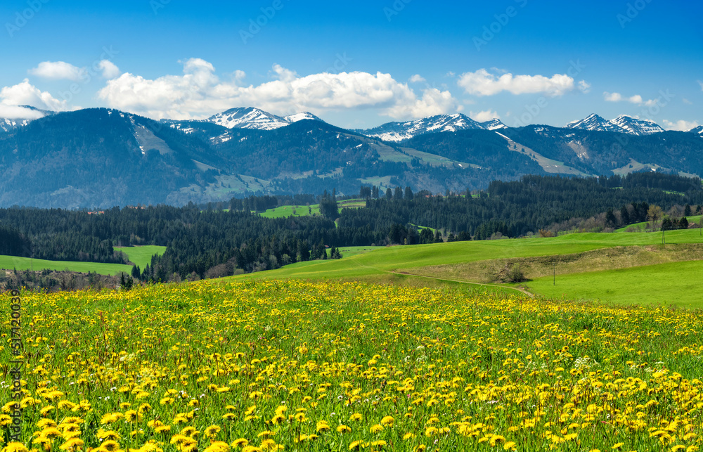Alpine landscape with mountains, forest and yellow spring meadow under blue sky.. Allgau Alps, Bavaria, Germany