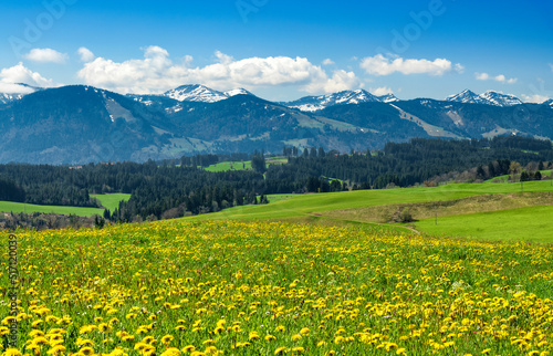 Alpine landscape with mountains, forest and yellow spring meadow under blue sky.. Allgau Alps, Bavaria, Germany