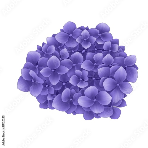 botanical illustration violet hydrangea flower branch in blooming garden nature isolated on white background