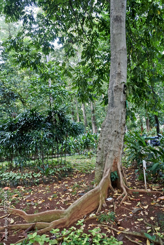 Collection of rare Indonesian tropical forest plants in the arboretum of Manggala wana bakti. 
	Kenari , Canarium commune), 
 photo