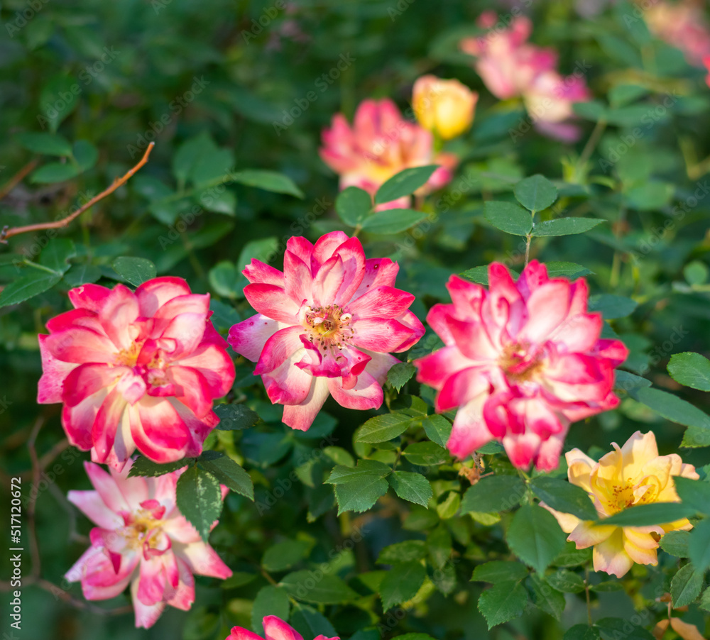 A rose bush with many multi-colored roses in bloom. Selective focus. A rose bush with many multi-colored roses in bloom. Selective focus.