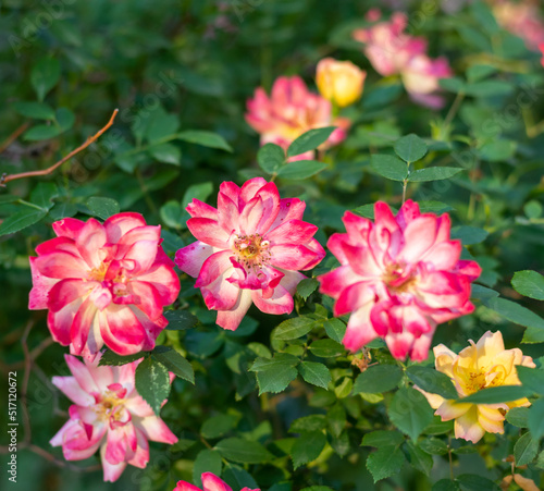 A rose bush with many multi-colored roses in bloom. Selective focus.