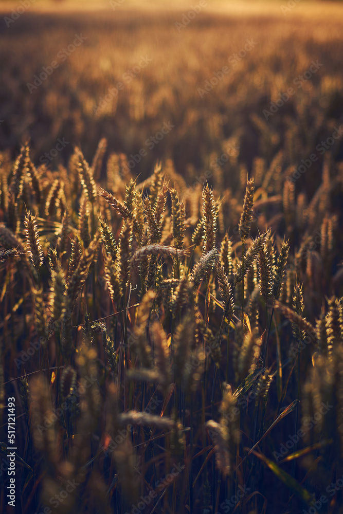 Sunset wheat field. High quality photo Sunset wheat field. High quality photo