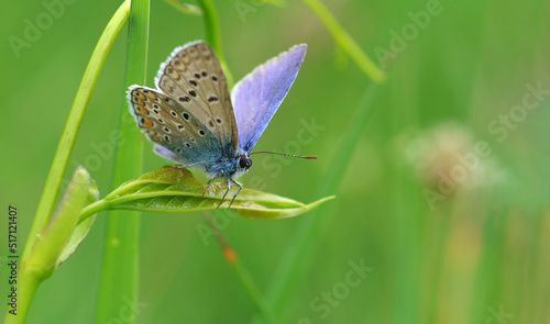 Blue butterfly bruise on a leaf © Viktoriia Pletska