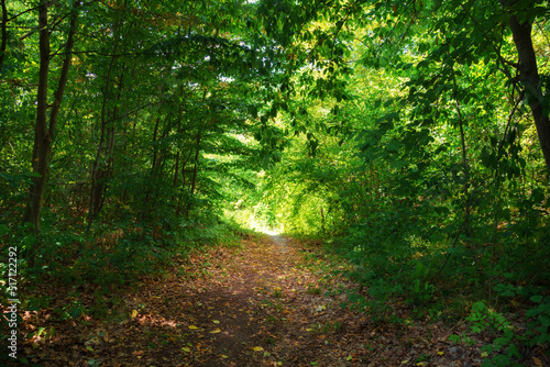 hiking trail in the wild forest, beautiful summer landscape, bright sunlight through the trees