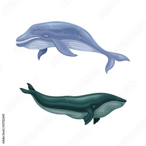 Whale species animals set. Giant marine underwater mammals vector illustration