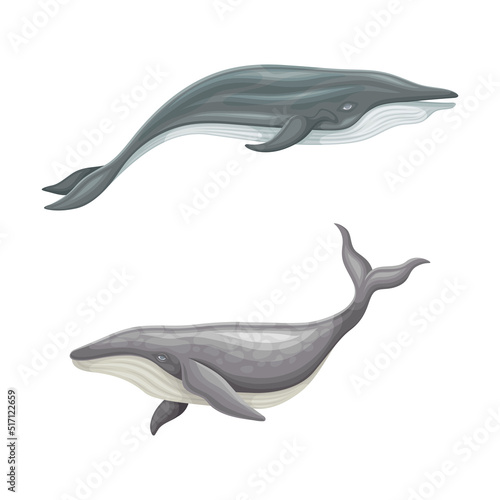Whale species animals set. Marine underwater sea creatures vector illustration
