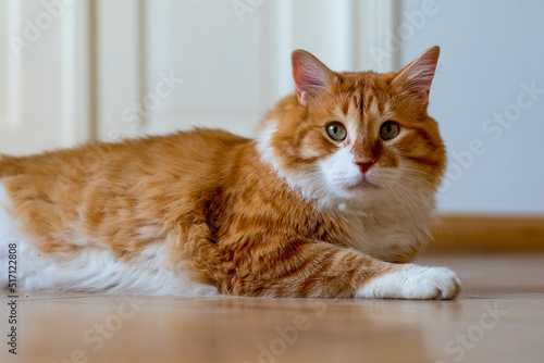 Ginger cat sitting on the wooden floor in a white room. The fat red cat is resting. Sweet fluffy kitten at home. A large red cat lies beautifully on the floor in the interior of a modern apartment