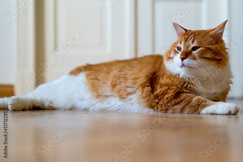 Ginger cat sitting on the wooden floor in a white room. The fat red cat is resting. Sweet fluffy kitten at home. A large red cat lies beautifully on the floor in the interior of a modern apartment © Dominika