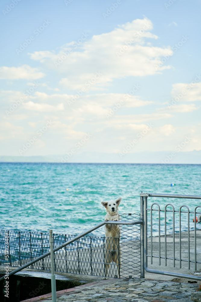 Golden retriever stands near the Lake Ohrid. Dog leaning with his paws on fence Golden retriever stands near the Lake Ohrid. Dog leaning with his paws on fence