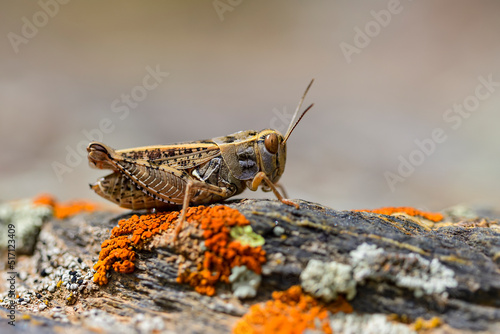 Calliptamus barbarus is an insect of the genus Calliptamus, in the grasshopper family photo