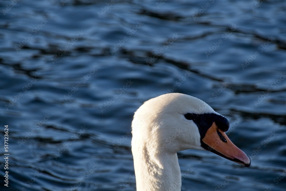 Fototapeta premium white swan on the water