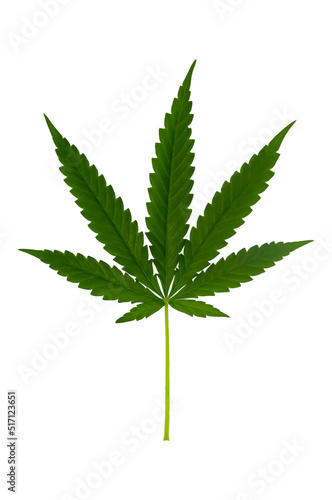 Cannabis leaf  Green marijuana isolated over white background