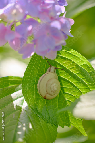 Hydrangea and snail, アジサイとカタツムリ