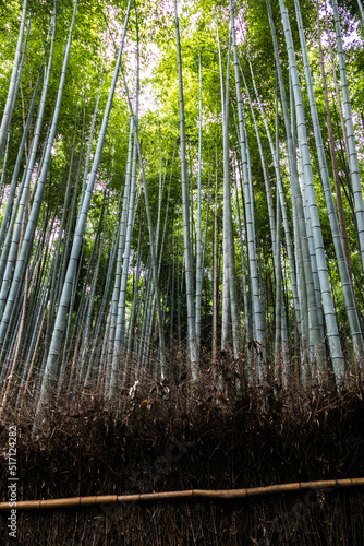 Bamboo forest in Arashiyama district  Kyoto  Japan