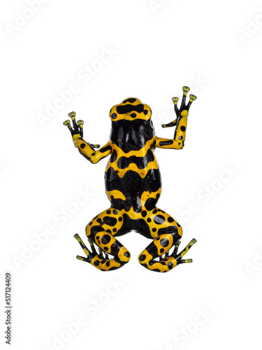 Top view of Colorful Yellow-banded Poison Dart Frog aka Dendrobates leucomelas. Isolated on a white background.