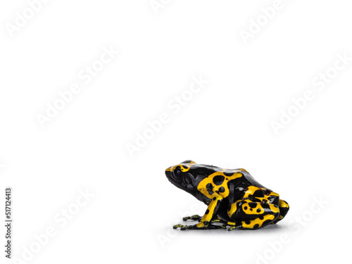 Colorful Yellow-banded Poison Dart Frog aka Dendrobates leucomelas sitting side ways. Isolated on a white background.