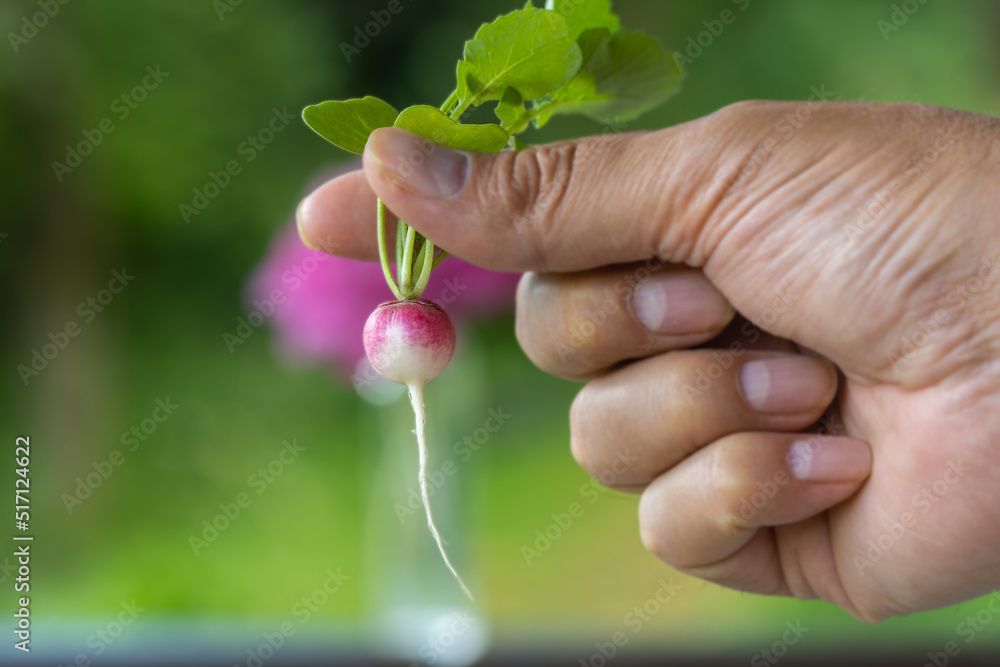 A man holding a small cute radish A man holding a small cute radish
