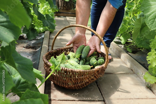 Hands of a woman with a wicker basket close-up. A farmer woman picking cucumbers. The concept of harvesting in a greenhouse