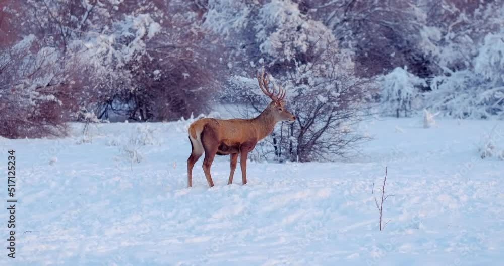 Deer stands on the snowy clearing in front of the trees. Slow motion Deer stands on the snowy clearing in front of the trees. Slow motion