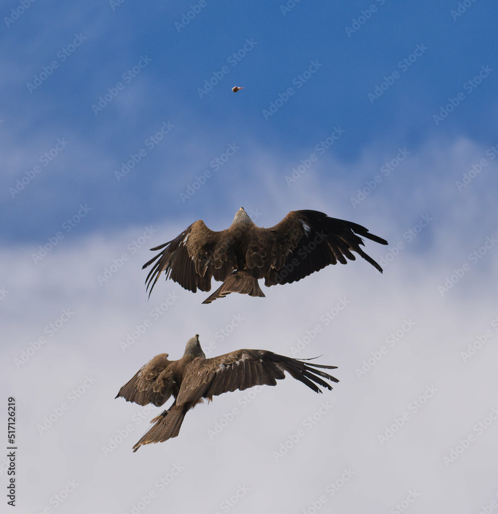 Obraz premium Pair of Kites Raptor Bird flying up on a sunny sky