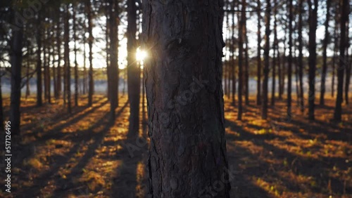beautiful sunset in sunny spring coniferous forest. beautiful natere landscape at sunset. sun rays through trees video. photo
