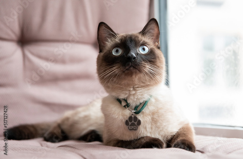 Wallpaper Mural Home life with a pet. Cat inside. Blue eyes. Siamese cats Torontodigital.ca