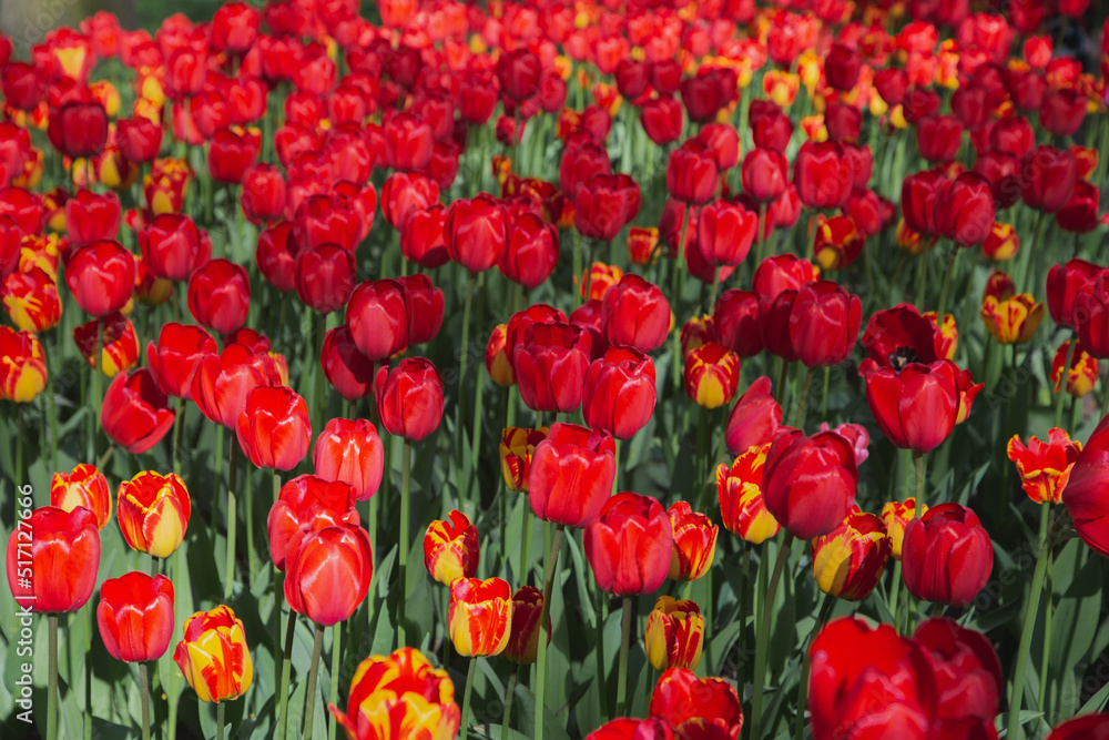 a field with tulips. lots of colors. bright orange tulips. floral background. desktop wallpapers a field with tulips. lots of colors. bright orange tulips. floral background. desktop wallpapers