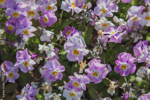 purple flowers . beautiful floral background. wallpaper with purple flowers. close-up © Diana