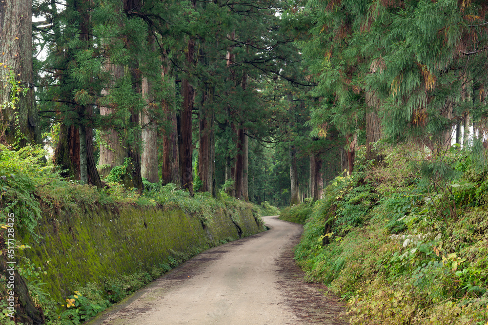 Fototapeta premium 日光杉並木街道の杉と道