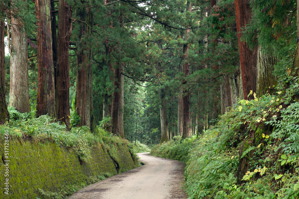 Fototapeta premium 日光杉並木街道の杉と道