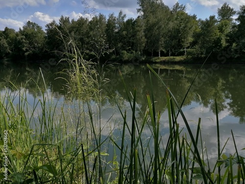 lake in the forest