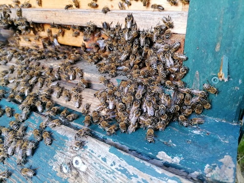 bees on a beehive