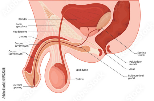 male reproductive system. penis medical vector illustration.