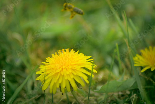 Bee and Taraxacum officinale as dandelion or common dandelion. Polish name "mniszek lekarski" "mniszek pospolity" or colloquially "mlecz"
