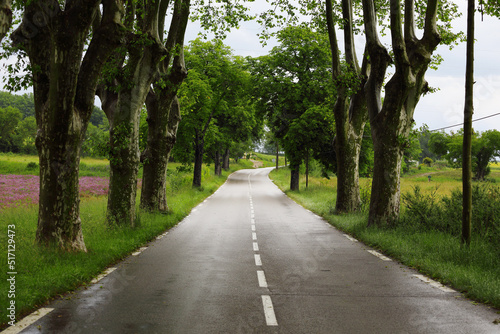 road passing under the plane trees