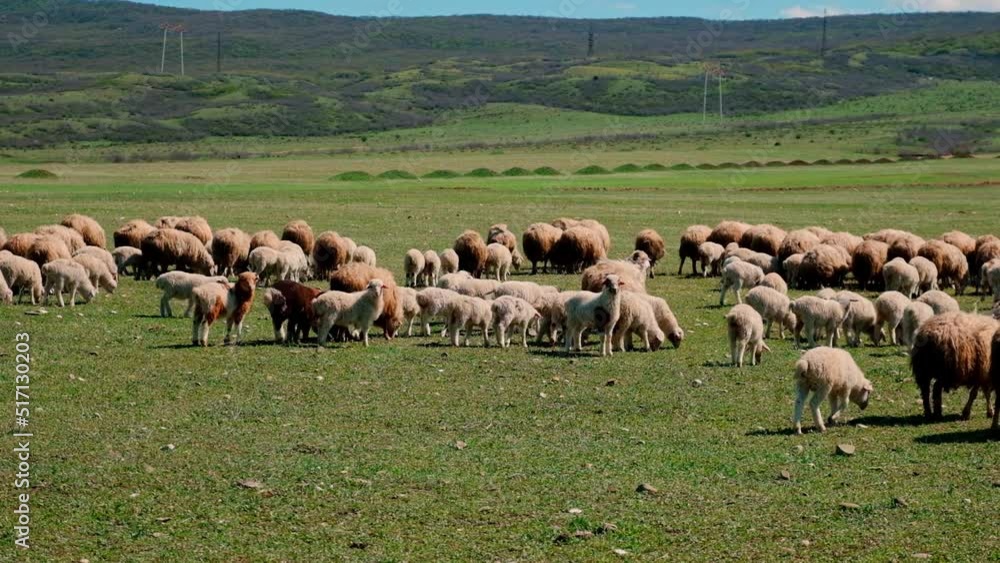 Sheep graze in the pasture. Selective focus. Sheep graze in the pasture. Selective focus.