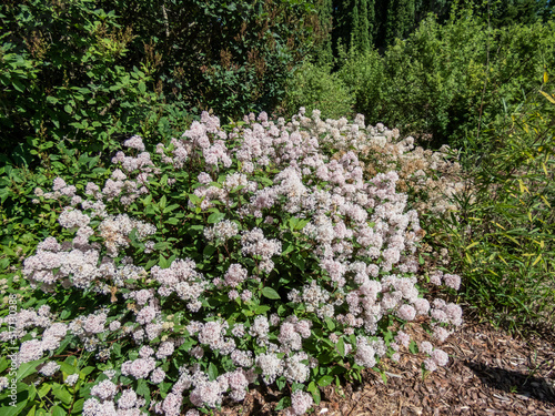 Jersey tea ceanothus, red root, mountain sweet or wild snowball (Ceanothus americanus) having thin branches flowering with white flowers in clumpy inflorescences in garden in summer photo